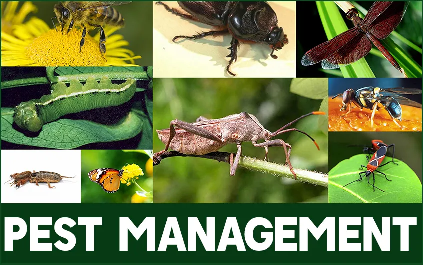 Pest Management
