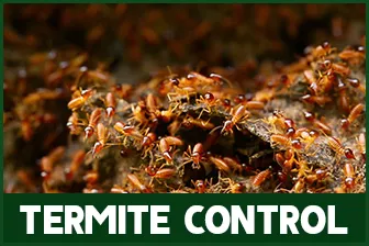 Termite Control