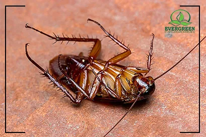 Cockroach Control