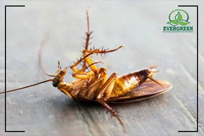 Cockroach Control