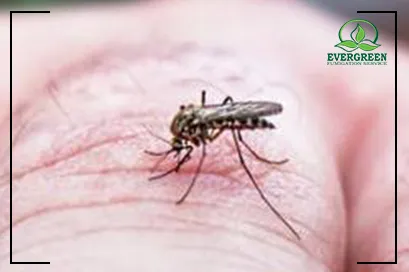 Dengue Control Treatment