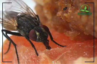 Fly Control Treatment