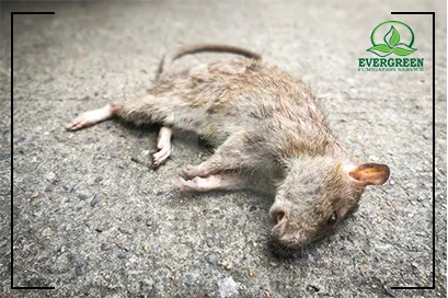 Rat Control