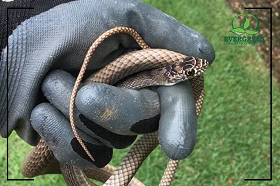Snake Control