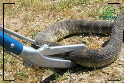 Snake Control