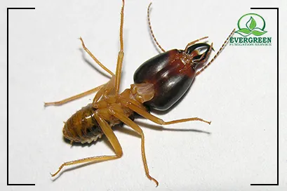 Termite Treatment