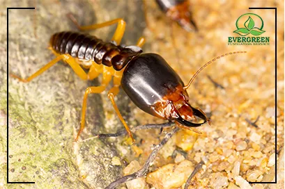 Termite Treatment